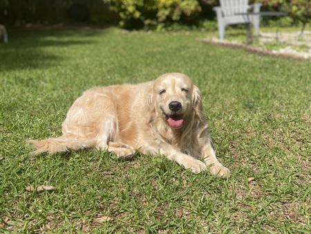 Nellie