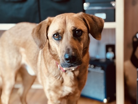 Sammy