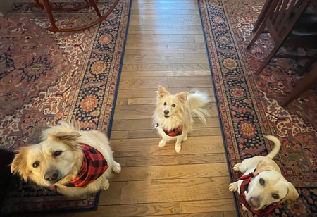 Riley, Ollie, and Ella