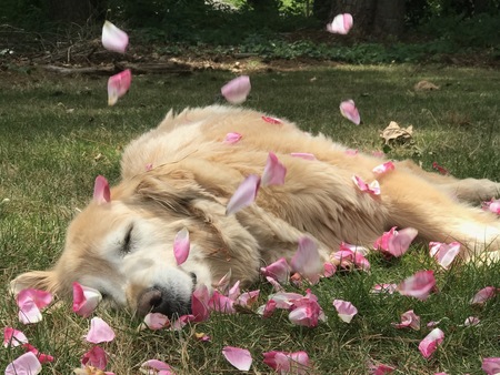 MaggieMoo 