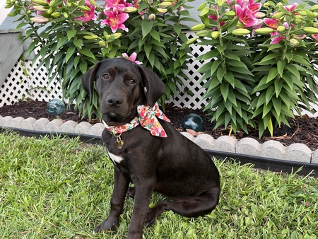 Cali