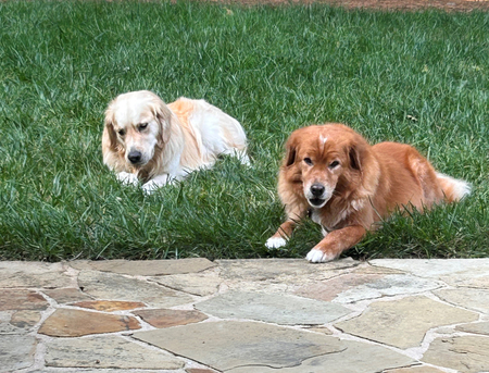 Squishy (Darker color) & TJ (Lighter color)