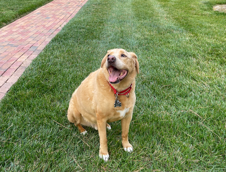 Fritz