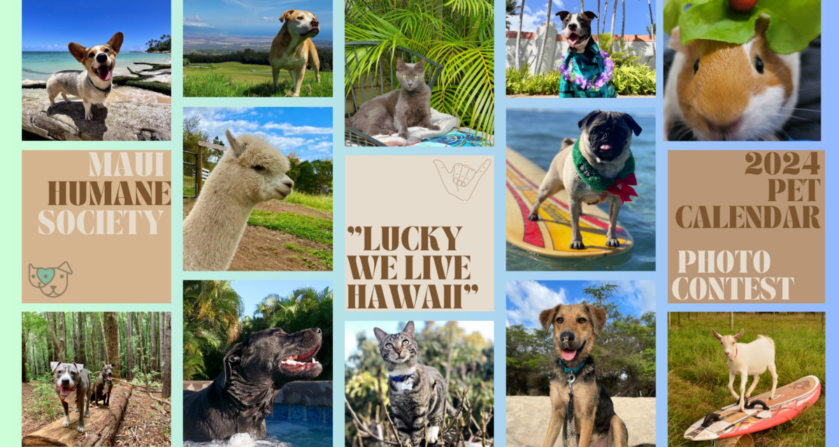Maui Humane Society Maui Humane Society s 2024 Pet Calendar Photo Contest maui-humane-society-maui-humane-society-s-2024-pet-calendar-photo-contest