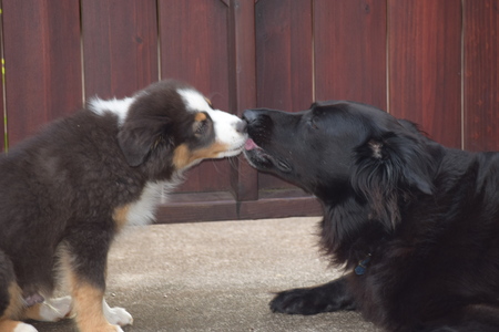 Hoku and Haka