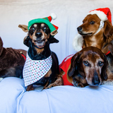 Entry image for Davos, Zada, Karloff, Stanley & Dweezil