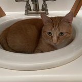 Entry image for Ginger
