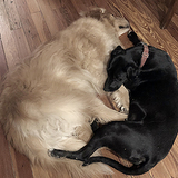Entry image for Dusty & Stormy