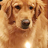 Entry image for Dusty