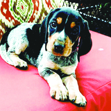 Entry image for Lucy