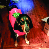 Entry image for Lucy