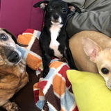 Entry image for Aubrie, Bodie Clyde & Skellie Ray