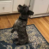 Entry image for Murphy