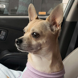 Entry image for Paris Hilton