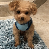 Entry image for Teddy