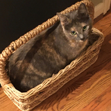 Entry image for Betty Spaghetti
