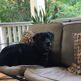 Entry image for Lulu