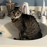 Entry image for My Kitten