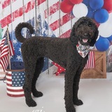 Entry image for Gracie