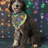 Entry image for Millie
