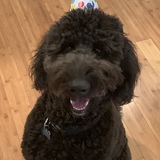 Entry image for Oliver