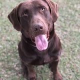 Entry image for Saban Dale 