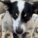 Entry image for Charlie