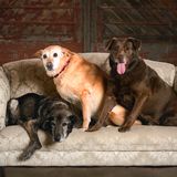 Entry image for Angel, Sugar & Faith