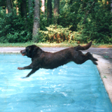 Entry image for Sugar