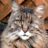 Entry image for Wink