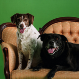 Entry image for Maggie & Pickwick