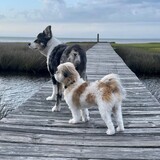 Entry image for Gunner and Latte