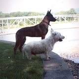 Entry image for Kashmir & Duncan