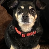 Entry image for Oliver