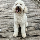 Entry image for Lily