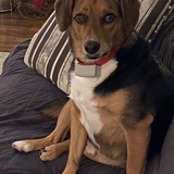 Entry image for Toby
