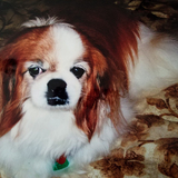 Entry image for Noel