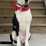 Entry image for Maggie