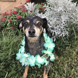Entry image for Ringo