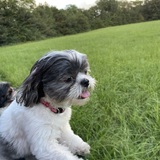 Entry image for Maisie 