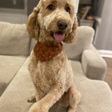 Entry image for Daisy