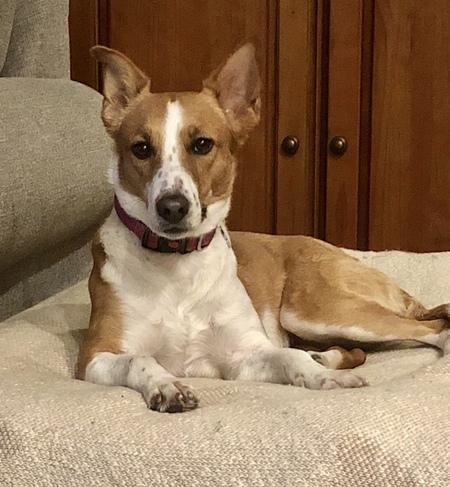 Entry image for Millie. Clicking this image will show a larger photo