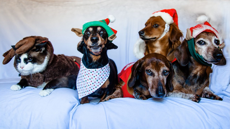 Entry image for Davos, Zada, Karloff, Stanley & Dweezil. Clicking this image will show a larger photo