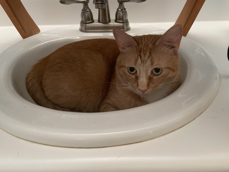 Entry image for Ginger. Clicking this image will show a larger photo