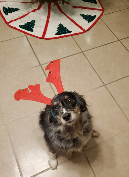 Entry image for Remmy. Clicking this image will show a larger photo