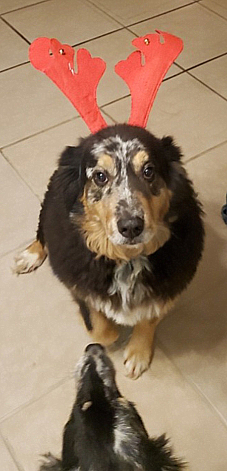 Entry image for Ruger. Clicking this image will show a larger photo