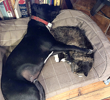 Entry image for Stormy & Two Socs. Clicking this image will show a larger photo