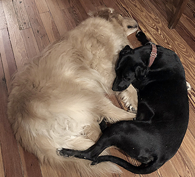 Entry image for Dusty & Stormy. Clicking this image will show a larger photo