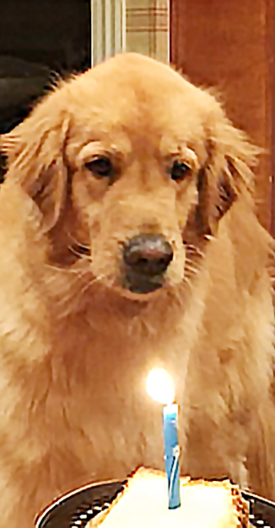 Entry image for Dusty. Clicking this image will show a larger photo