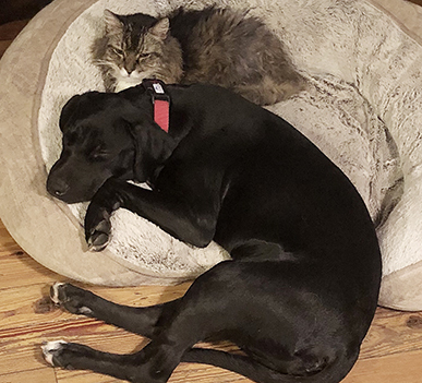 Entry image for Two Socs & Stormy. Clicking this image will show a larger photo